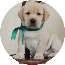 男の子(グリーン母犬サラ)